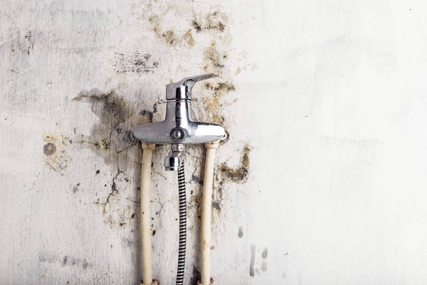 Best Health and Safety Mold Remediation in Ilion, NY