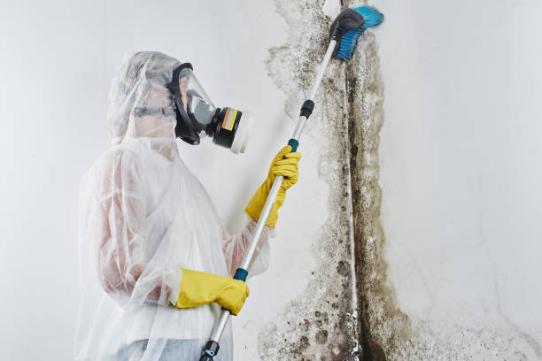 Best Basement Mold Remediation in Ilion, NY