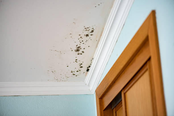 Professional Mold Remediation in Ilion, NY