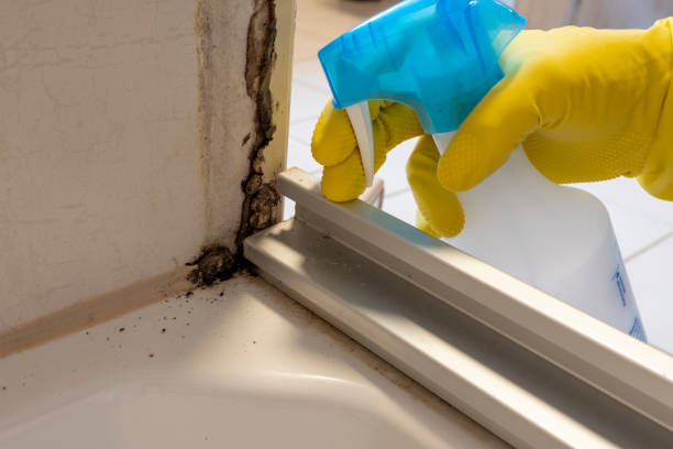 Best Attic Mold Remediation in Ilion, NY