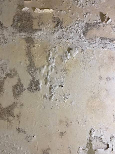 Best Industrial Mold Remediation in Ilion, NY